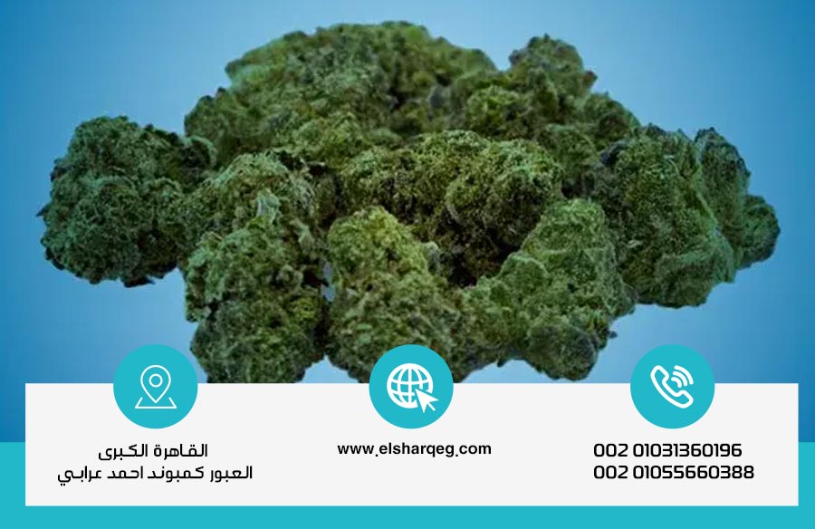 برنامج علاج إدمان الفودو في مركز الشرق لعلاج الإدمان