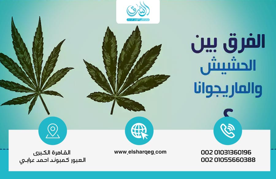 الفرق بين الحشيش والماريجوانا و هل أحدهما أكثر ضررًا من الآخر؟