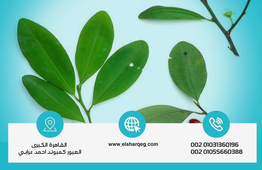 علاج إدمان نبات الكوكا: خطوات التعافي الآمن للتخلص من الإدمان نهائيًا