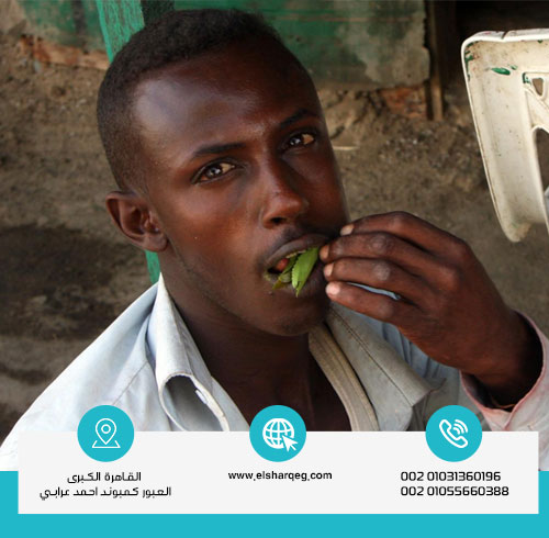 علامات إدمان القات