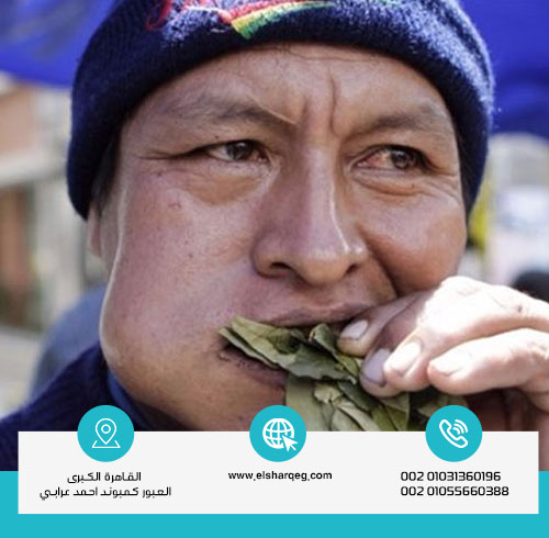 علامات إدمان نبات الكوكا