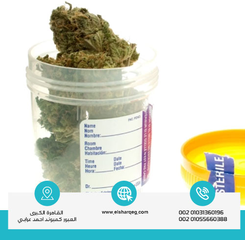 كم تبلغ مدة بقاء القات في البول؟