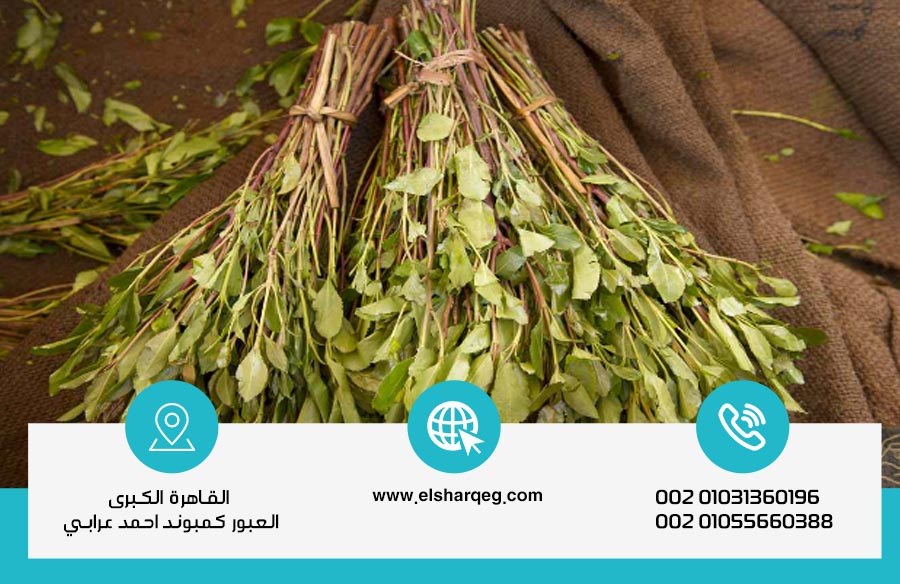 كيفية علاج إدمان القات وابطال مفعوله في 5 خطوات ؟