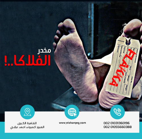 لماذا الفلاكا من أخطر أنواع الإدمان؟