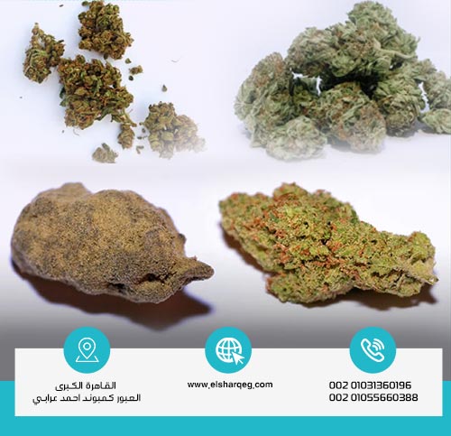 ما الفرق بين الحشيش والماريجوانا والهيدرو والبانجو؟