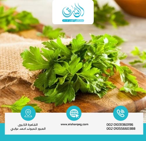 هل البقدونس فعال لتنظيف البول من الحشيش؟