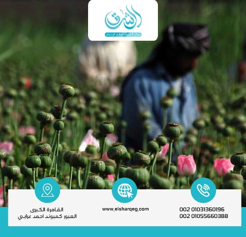 How to Identify an Opium Addict?