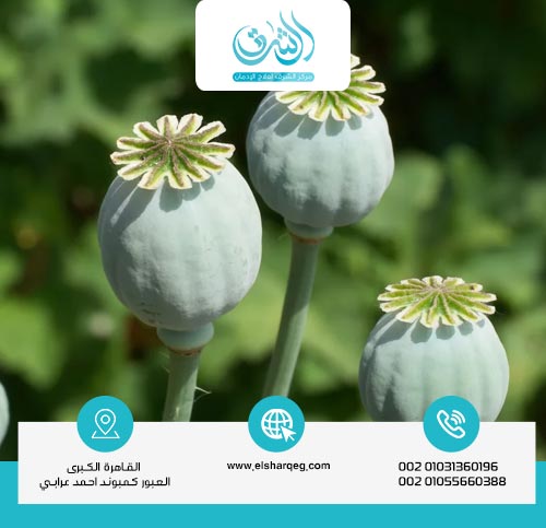 Why Does Opium Cause Addiction?