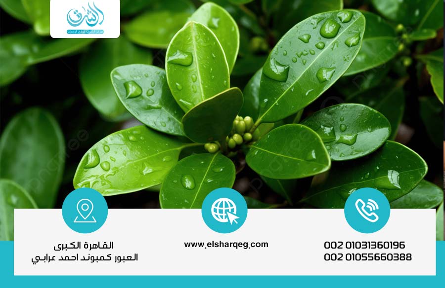 كيفية علاج إدمان نبات الكوكا والتعافي الكامل من آثاره