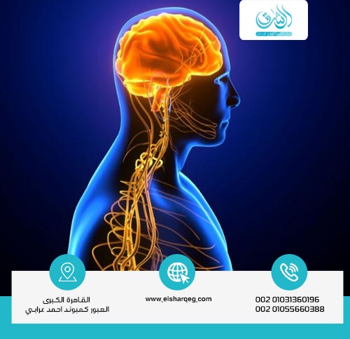 ما هو تأثير الكوكايين على الجهاز العصبي